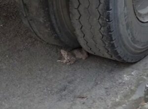 Era crollato sotto le ruote del camion: questo gattino aveva solo 15 giorni