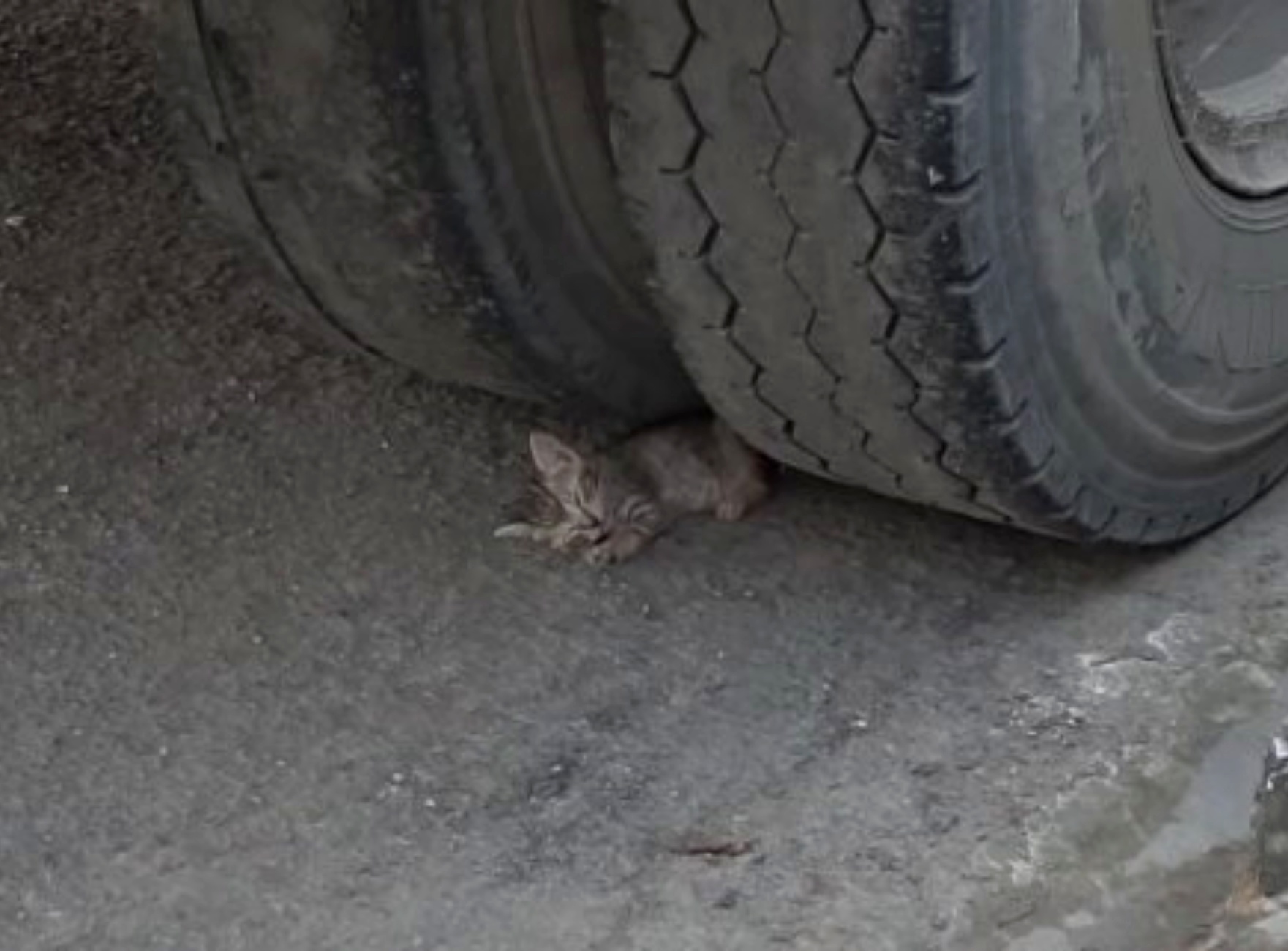 gattino sotto il camion