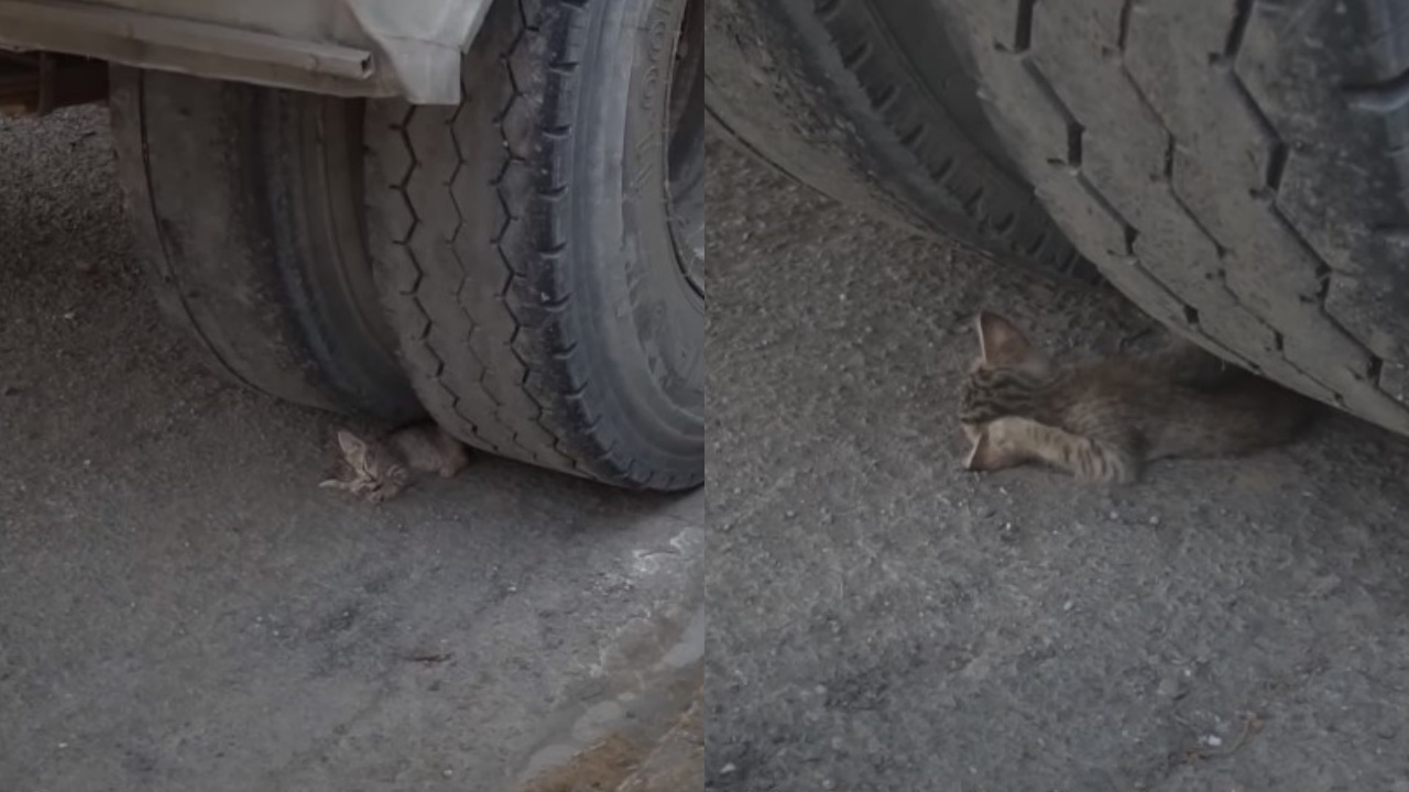 gattino sotto a un camion