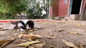Era solo in mezzo a un grande parco, nessuno sembrava curarsi di questo povero gattino