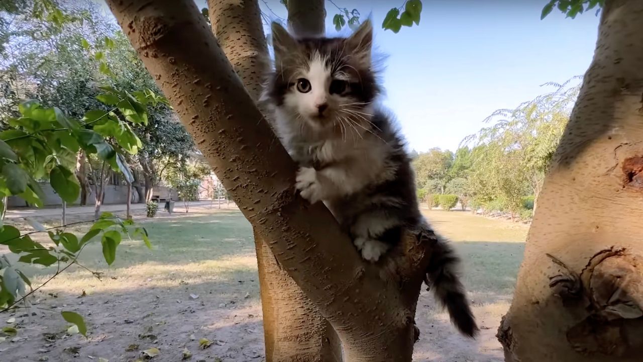 Gattino sull'albero