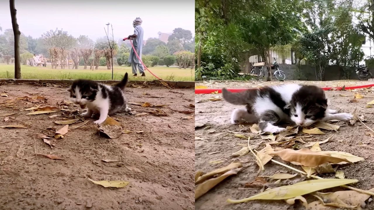 Gattino solo al parco