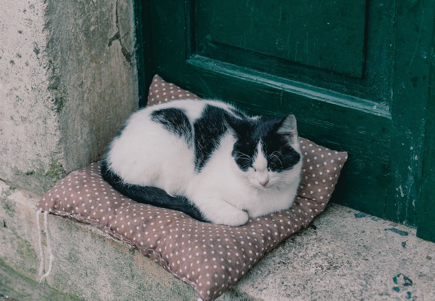 gatto sull'uscio di casa