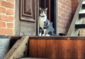 Gatti che aprono le porte: come imparano e come aggirare il problema