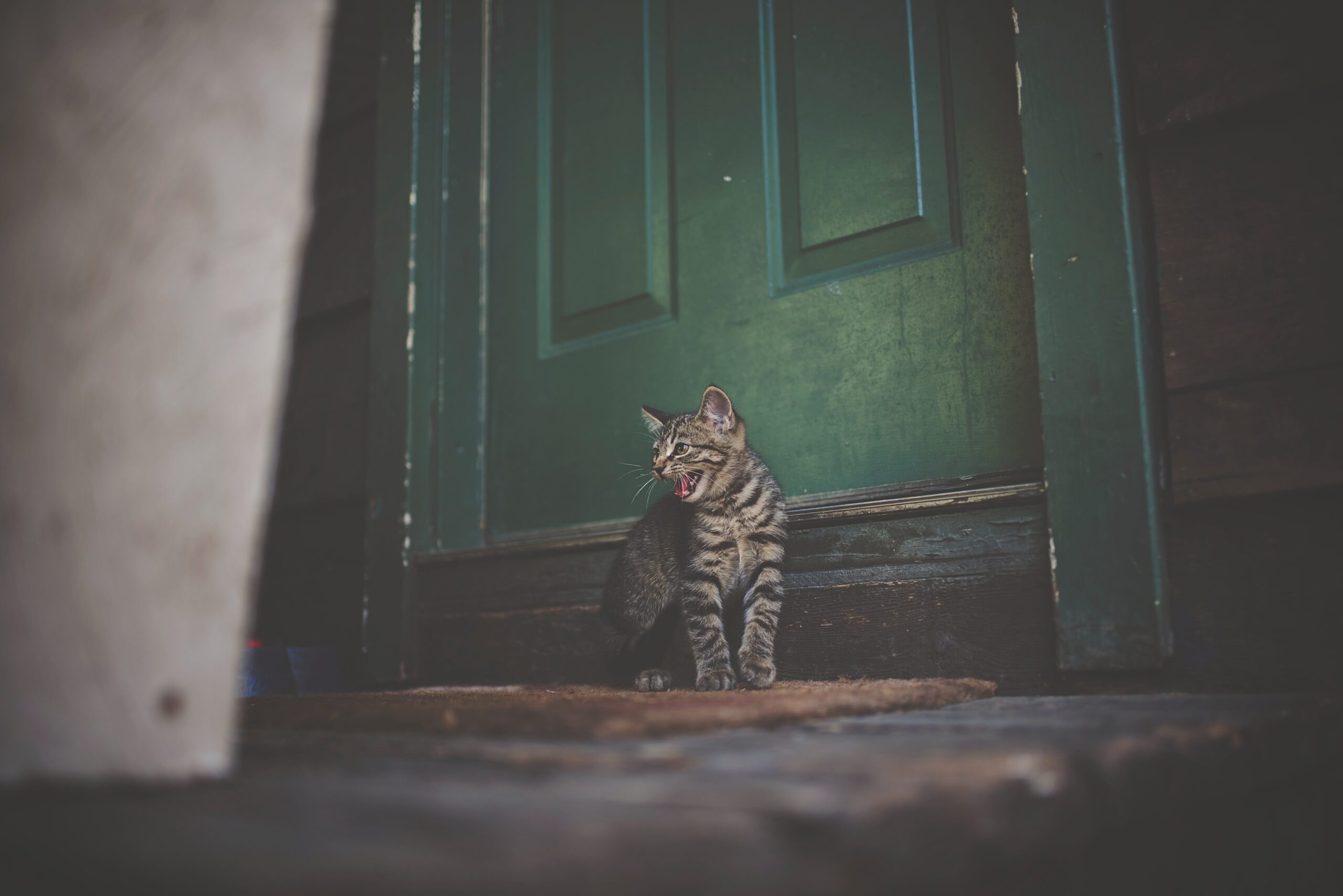 gattino miagola davanti a una porta