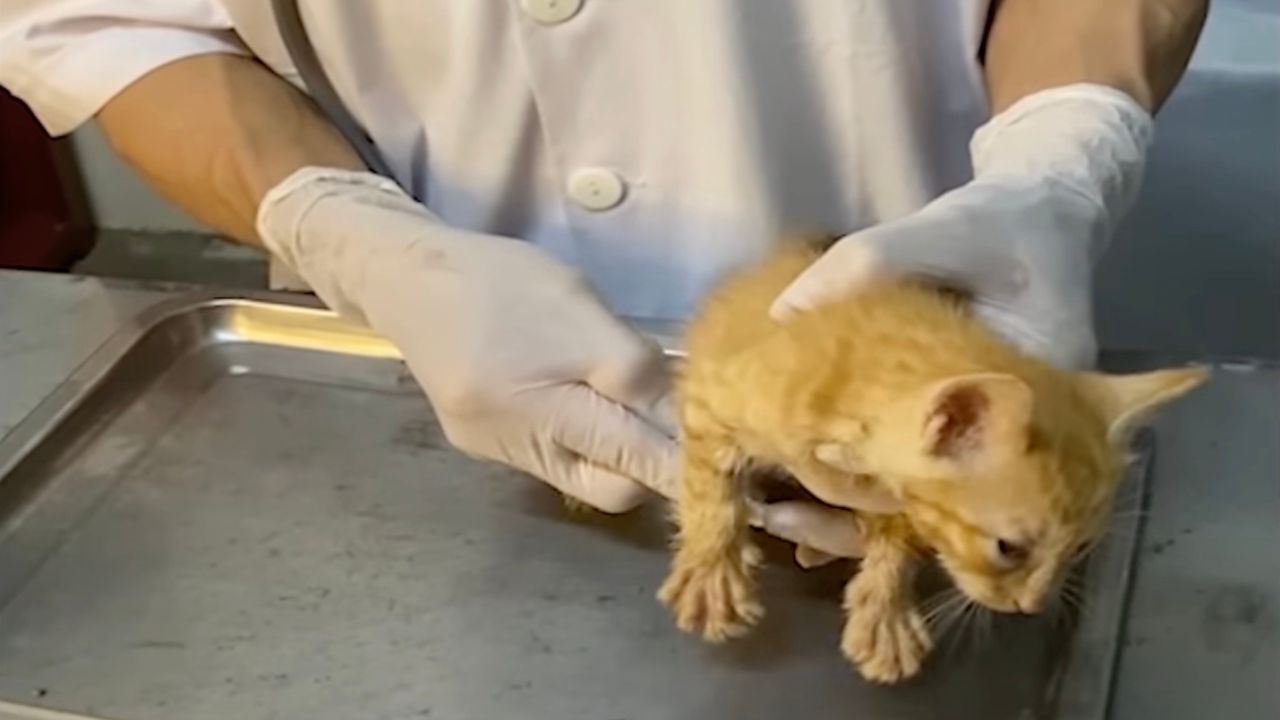 Gattina in clinica veterinaria
