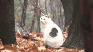 Giorno dopo giorno, sempre seduto nello stesso posto, questo povero gatto non accetta l’abbandono