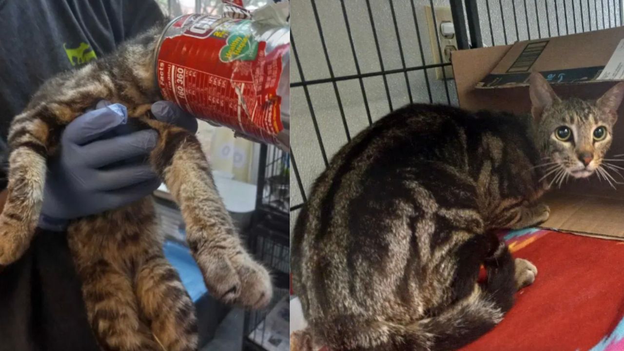 Gatto con la testa incastrata nel barattolo viene aiutato a uscirne