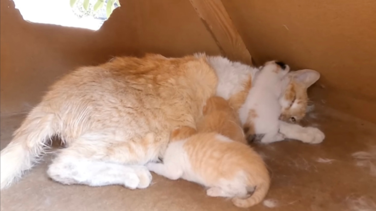 Gattina con i suoi cuccioli