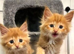 gatti felici
