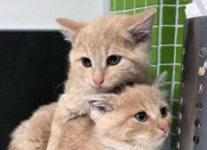 I gattini trovati nella zona industriale sono pronti a tutto l’uno per l’altro