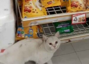 Il furbissimo gatto randagio attira l’attenzione di una donna e poi la porta a fare la spesa per lui