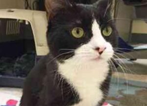 Il gattino con una deformazione sembra destinato a stare solo, ma anche lui merita amore