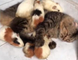 Il gattino condivide gli spazi (e la vita) con le cavie: questa è una vera dimostrazione d’amore