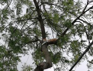 Il gattino era bloccato su un albero da tre giorni e nessuno sapeva come farlo scendere