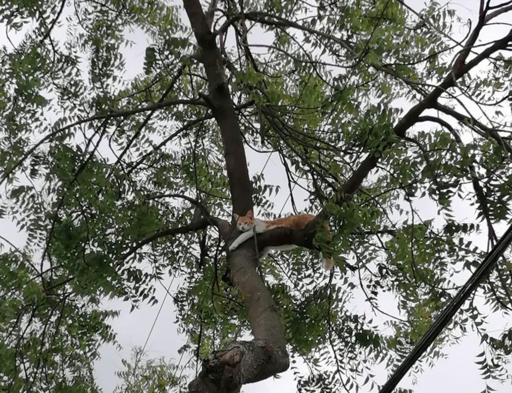 gattino sull'albero