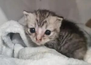 gatto fantastico