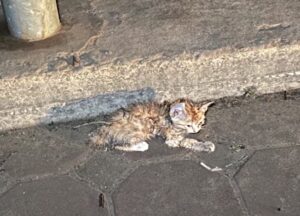 Il gattino piangeva pur essendo sdraiato, immobile sulla strada, cercando qualcuno che lo salvasse