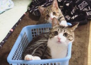 Il gatto appena adottato ritrova il “fratello” che aveva scelto in rifugio e non vuole più separarsene