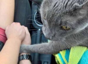 Il gatto non smette di tenere la zampa sulla mano della persona che gli ha ridato una vita