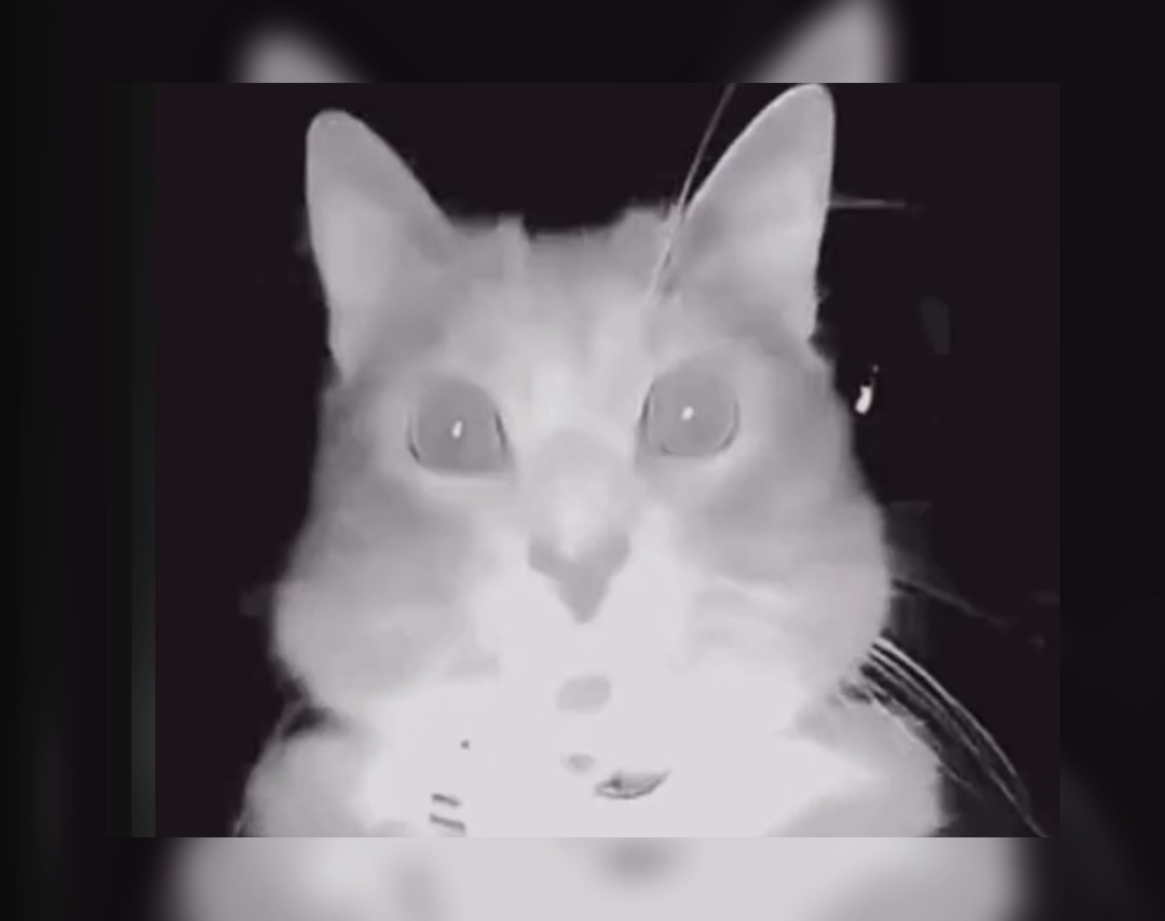 gatto alla videocamera