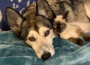 Il gatto siamese con una malattia particolare si innamora perdutamente dell’Husky