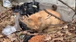 Il gatto vive all’aperto e dorme sulle foglie finché non incontra persone che gli cambiano la vita