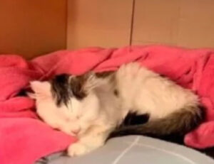 Il proprietario di un gatto che è quasi morto spiega perché è pericoloso possedere una lampada di sale se si hanno animali domestici