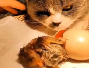 La gattina cova le uova e si assicura che si schiudano: è così che è diventata mamma
