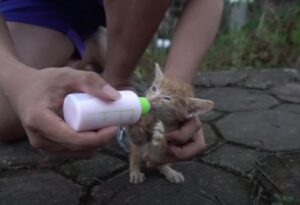 La gattina randagia seguiva la donna con gli occhi imploranti, finché lei non ha deciso di adottarla