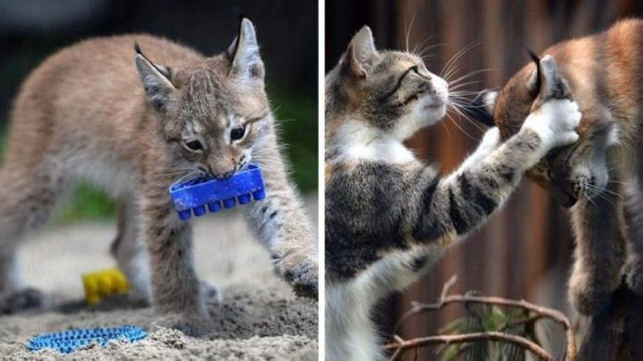 Mamma gatto accudisce lince