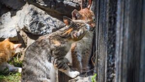 La madre la rifiuta: è il gatto ad adottare la giovane lince e a diventare il suo punto di riferimento