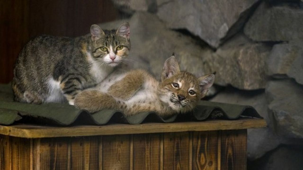 Lince e gatto