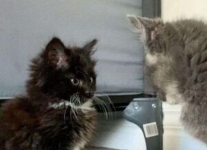 La piccola ha gli occhi molto grandi e per questo la sua vita cambia, così una gattina orfana ha avuto fortuna