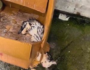 La scatola di cartone non bastava a ripararlo: questo gattino rischiava di morire di freddo