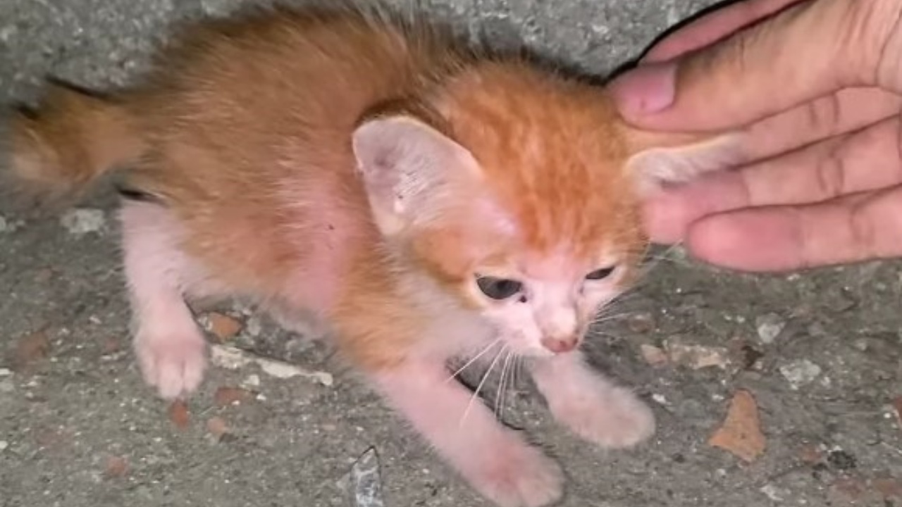 gattina in strada