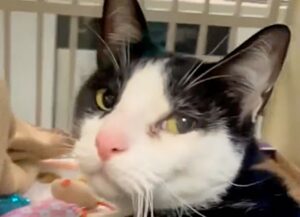gatto viene salvato