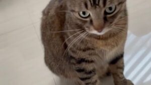 Niente da fare, questo gattino obbedisce solo se gli si parla in una precisa lingua