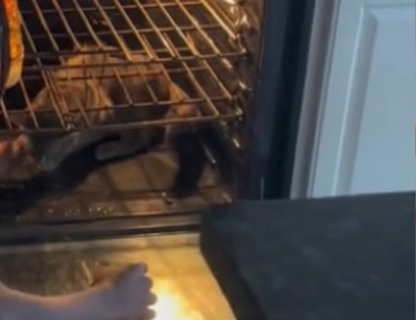Gatto sta nel forno