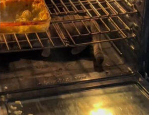 Gatto bloccato nel forno