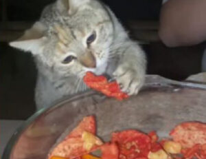 Non teme il bruciore: questo gattino è felicissimo di rubare questi snack piccanti