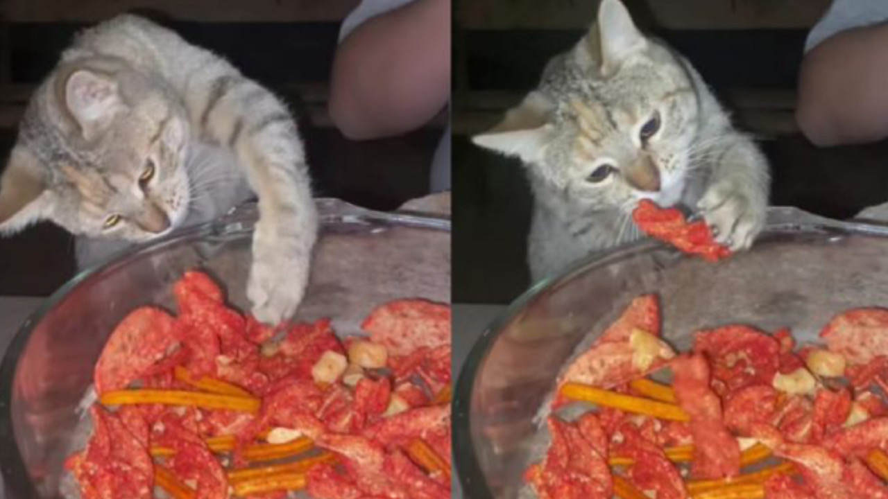 Gatto mangia i pomodori