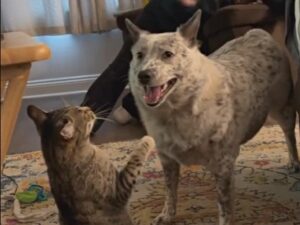 Ops! Il gatto che si credeva super furbo perde la lotta contro il cane dopo una distrazione