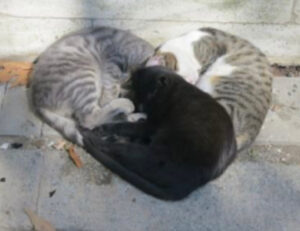 Per riscaldarsi questi tre gatti si mettono sempre in questa posizione che fa impazzire tutti