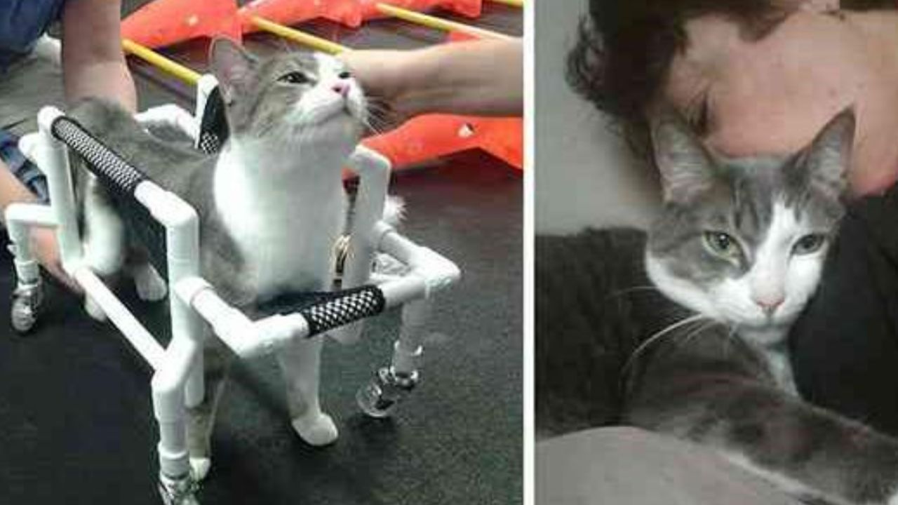 Gatto paralizzato 