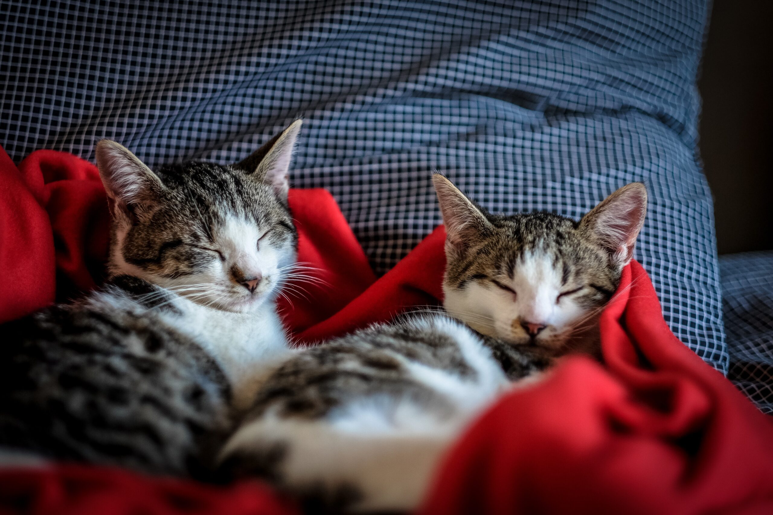 gatti dormono fra le coperte