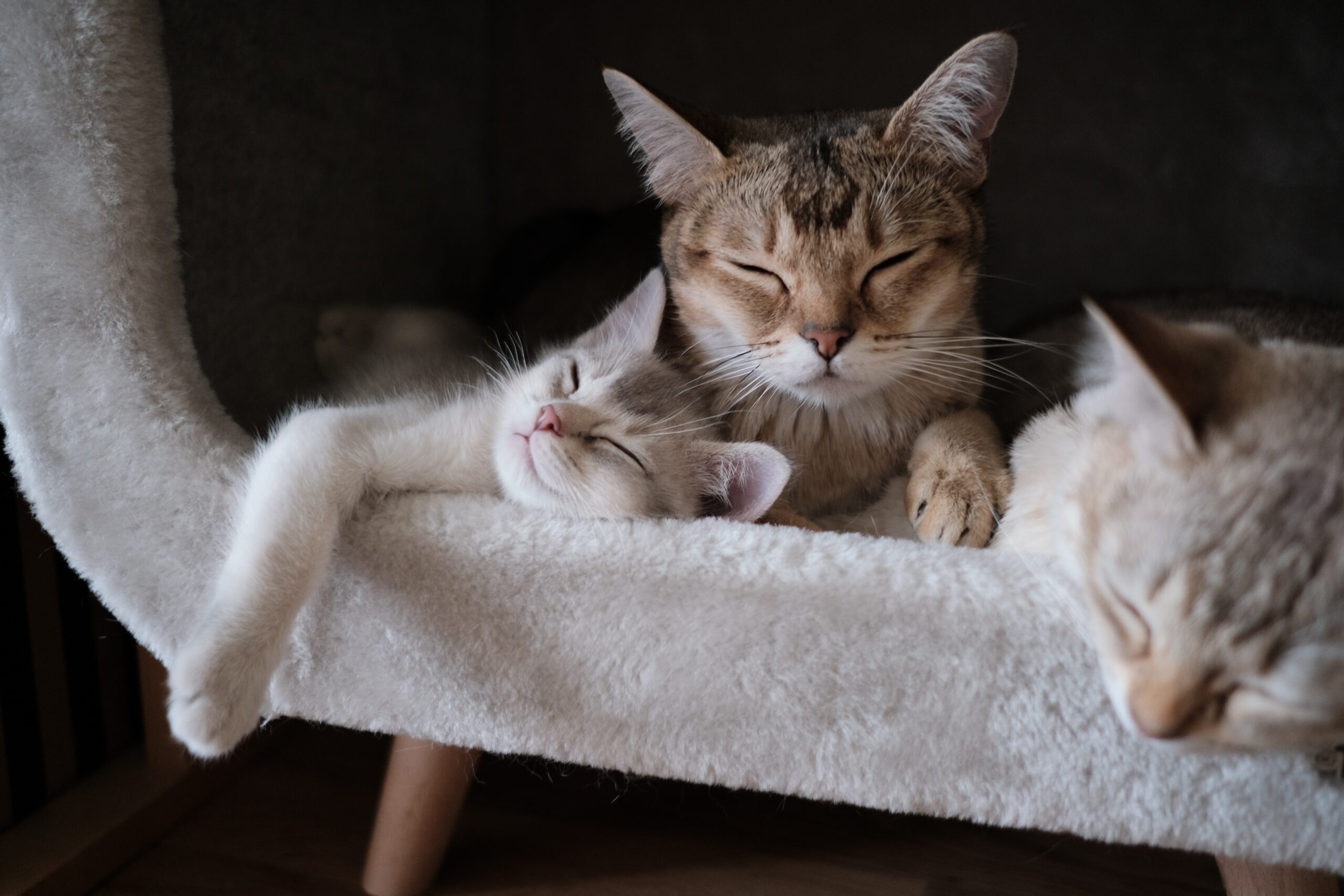 gatti dormono insieme