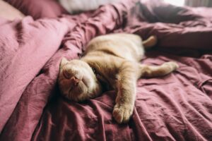 Cosa ci dice il gatto con le posizioni in cui dorme?