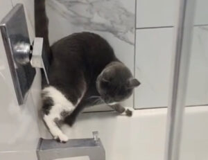 Pur di “salvarsi” questo gatto le prova tutte e il risultato della sua impresa è da ricordare
