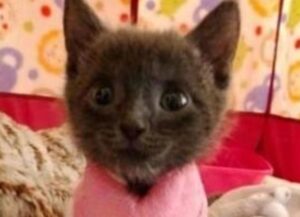 Questa dolcissima gattina è fuggita ben due volte dalla morte